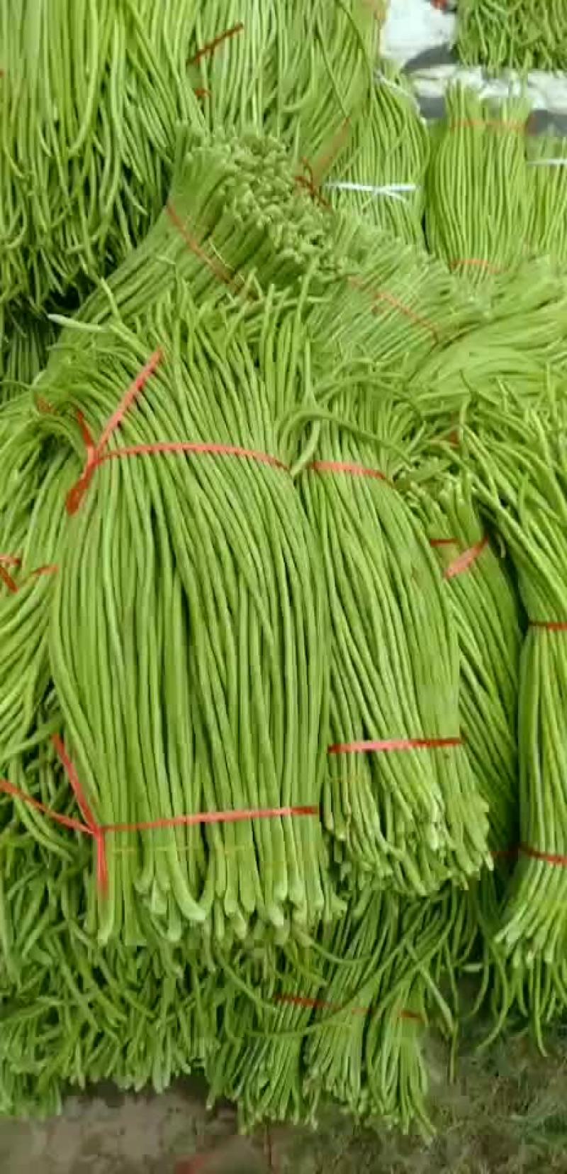 豇豆苦瓜，