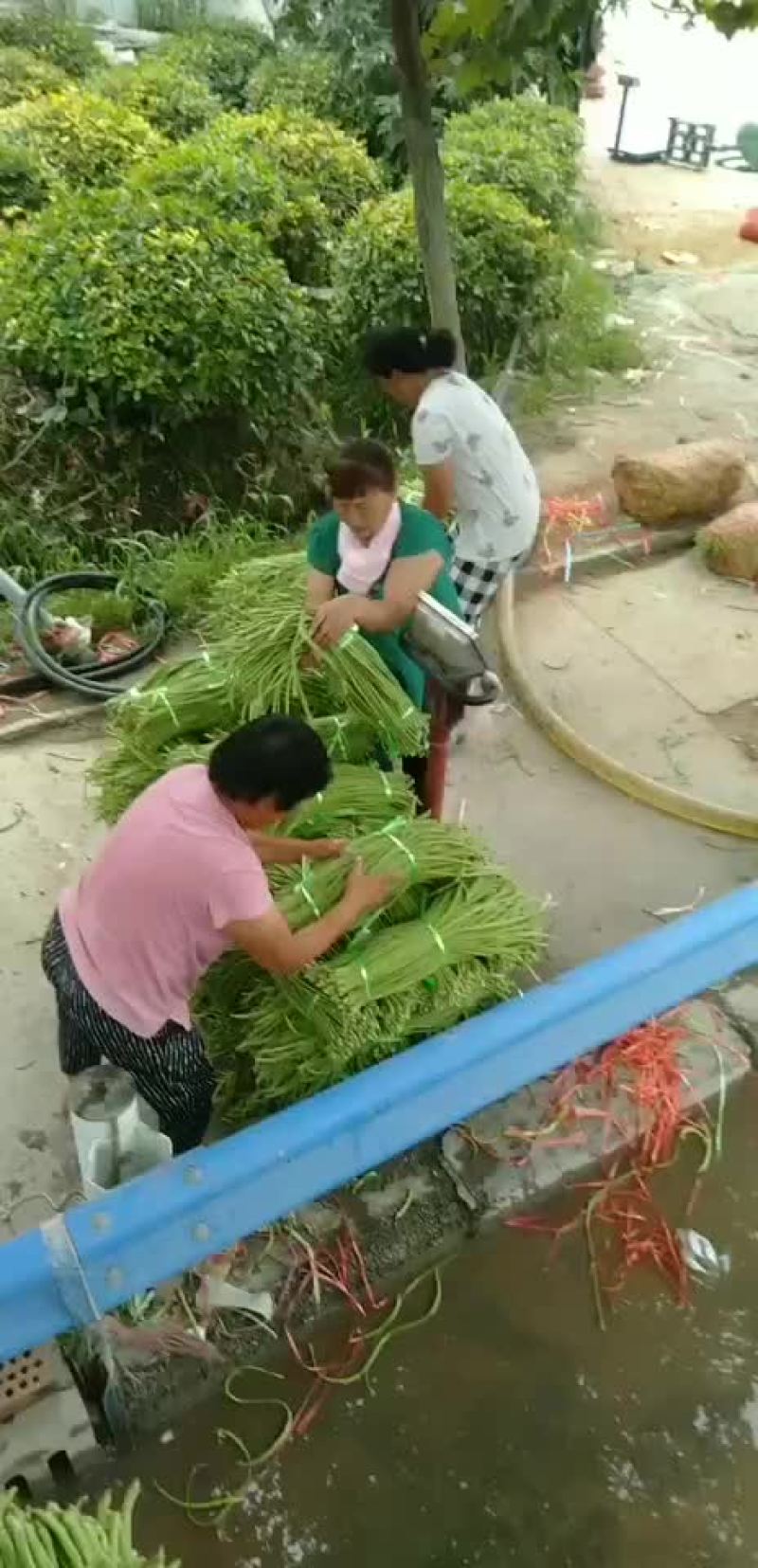 豇豆苦瓜，