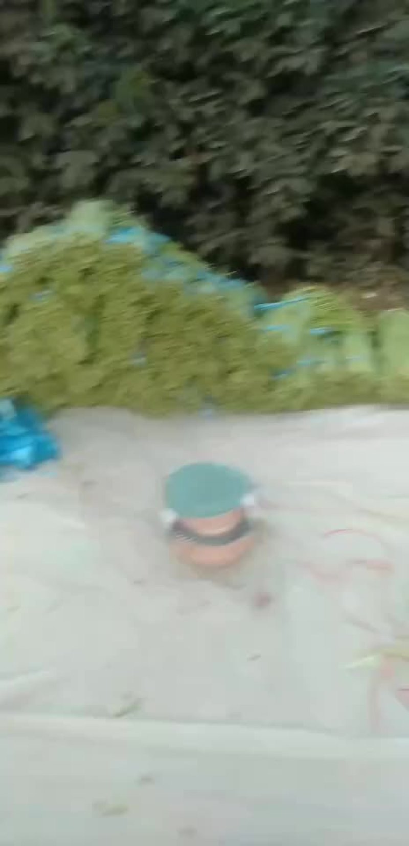豇豆苦瓜，