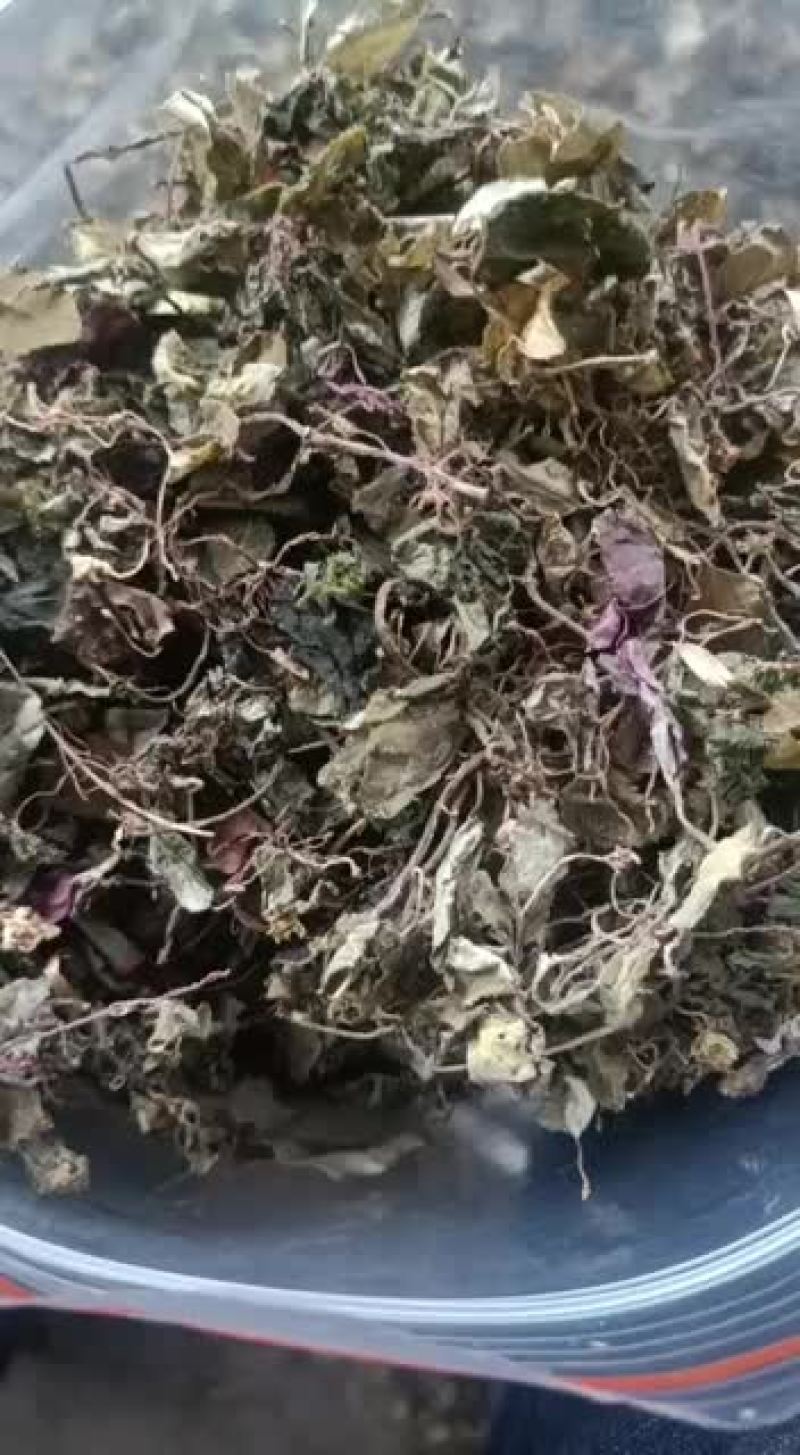 风柜斗草，存野生，干度好，味足