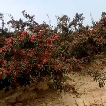 韩城大红袍黄盖高产花椒
