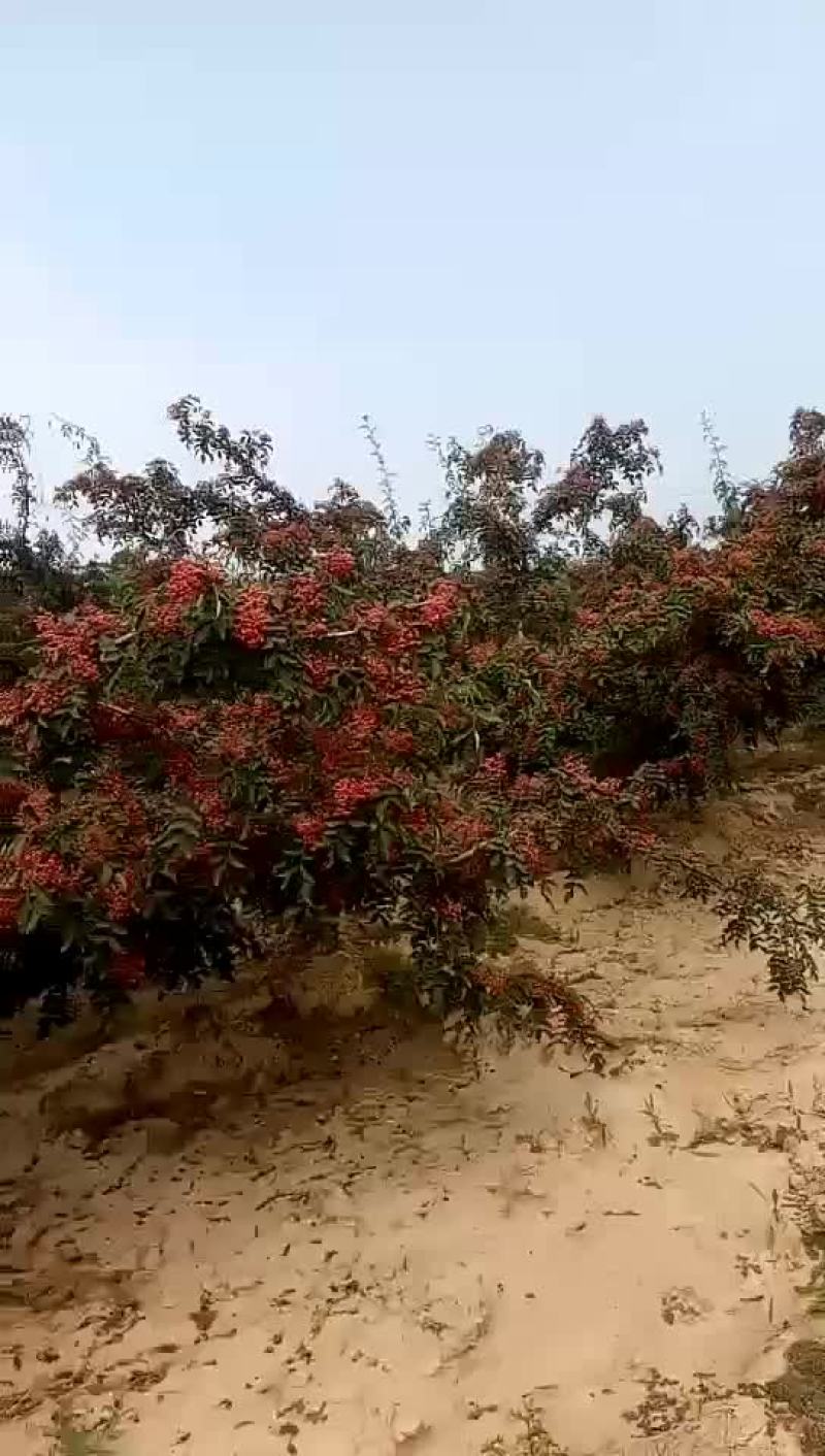 韩城大红袍黄盖高产花椒