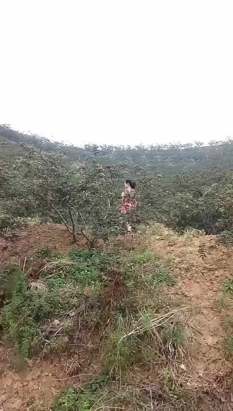 韩城大红袍黄盖高产花椒