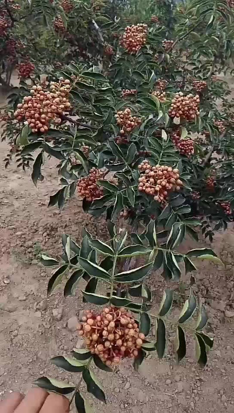 韩城大红袍黄盖高产花椒