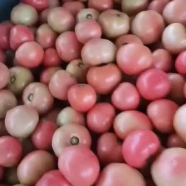 硬粉西红柿耐运输硬度好