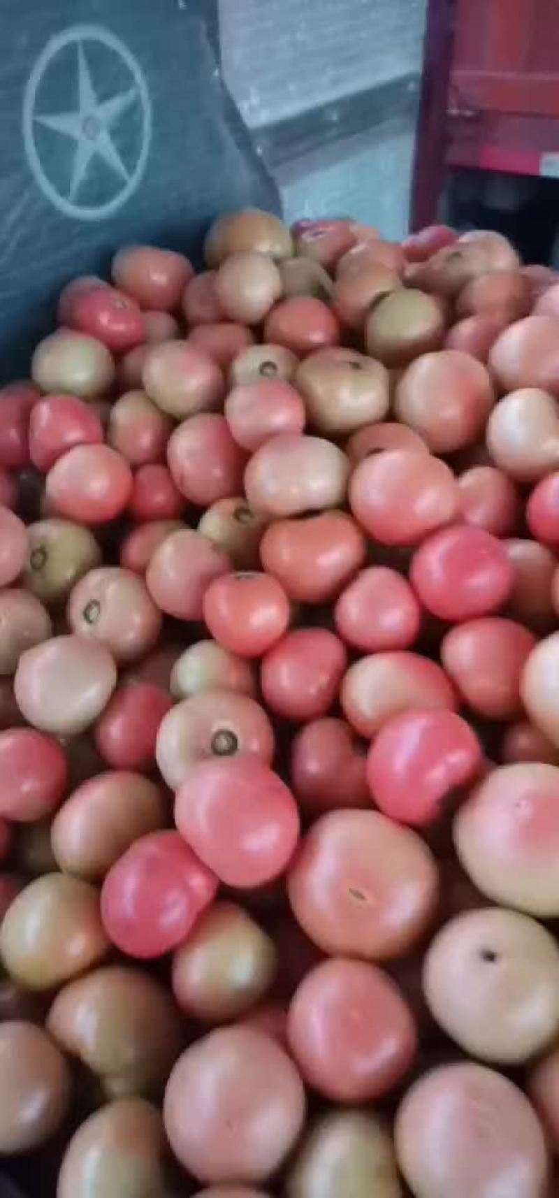 硬粉西红柿耐运输硬度好