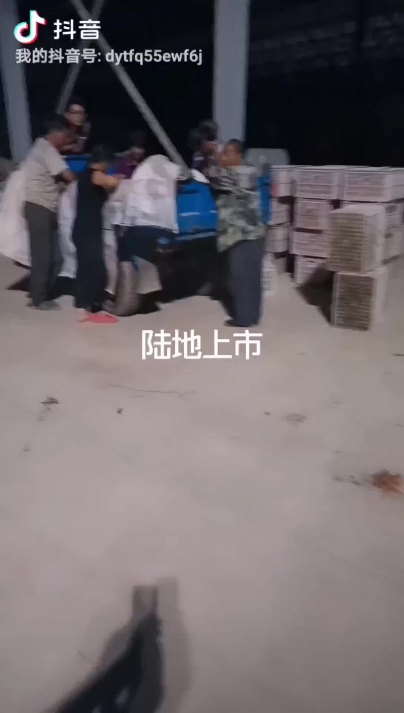 硬粉西红柿耐运输硬度好