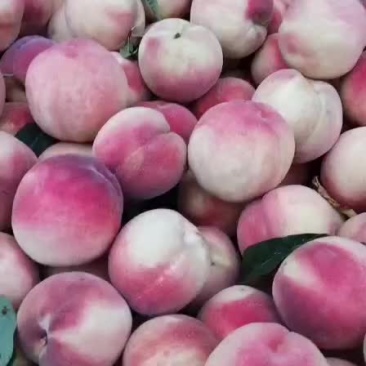 毛桃