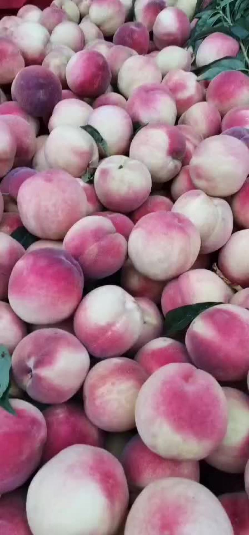 毛桃