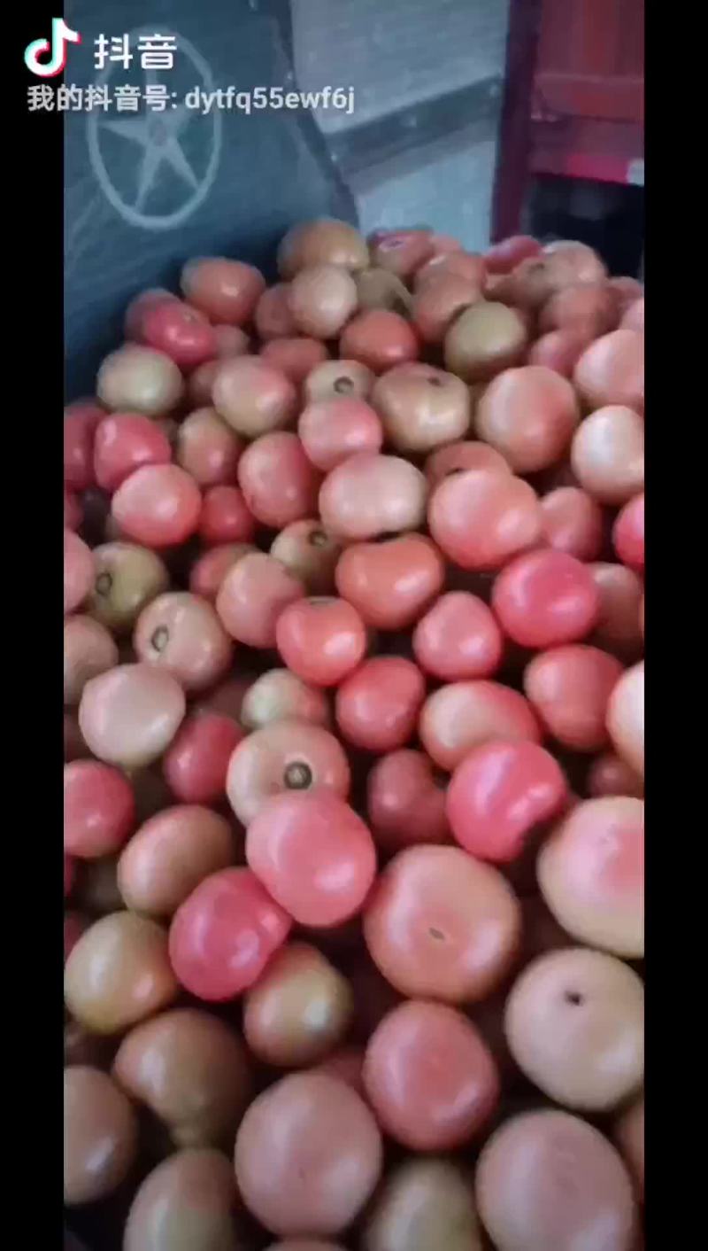 毛桃