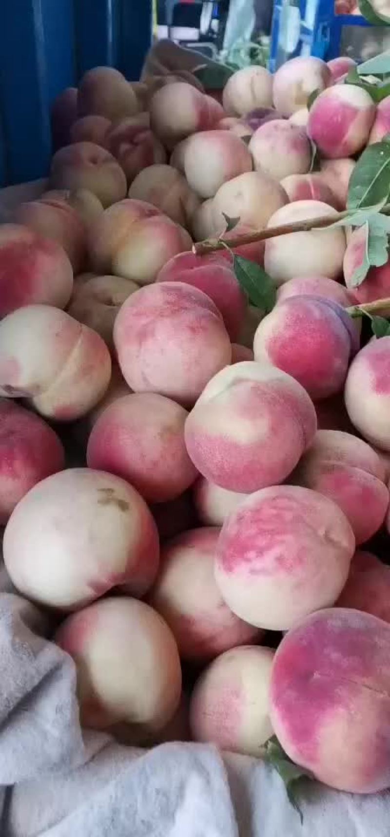 毛桃