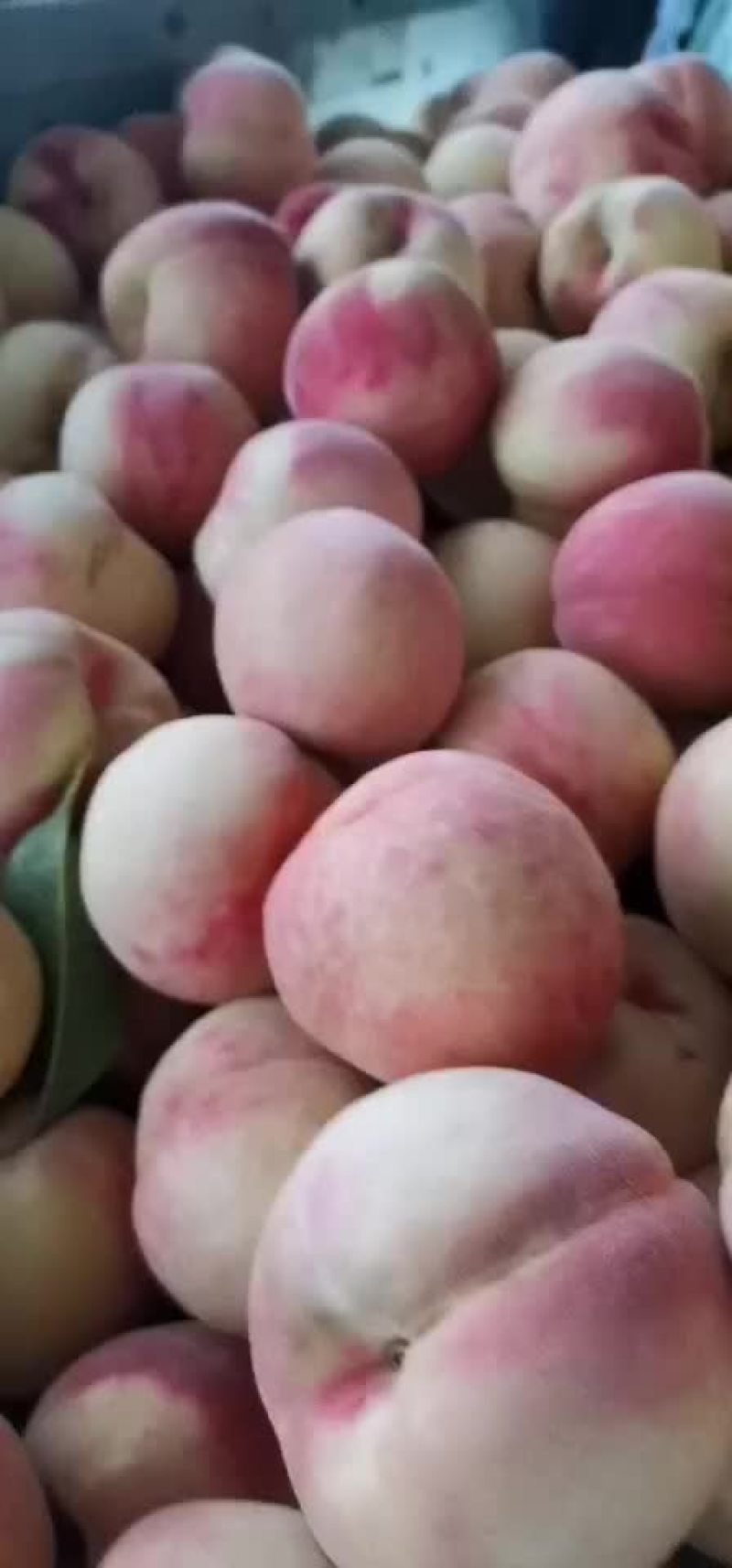 毛桃