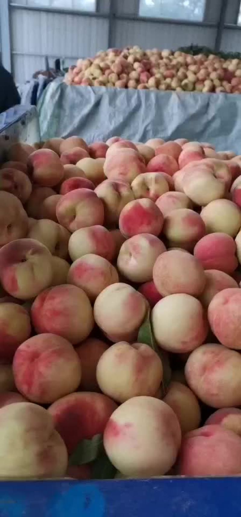 毛桃