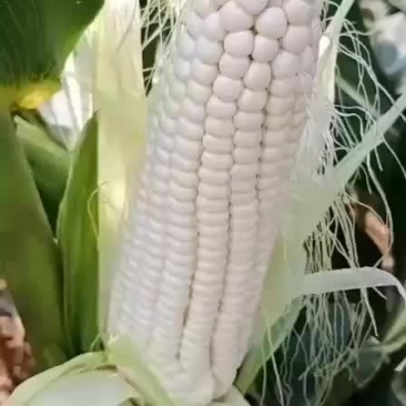 绥中，万糯粘玉米，大量有货，保证质量，大寨乡老袁代收处