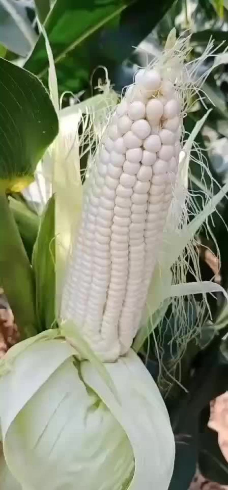 绥中，万糯粘玉米，大量有货，保证质量，大寨乡老袁代收处