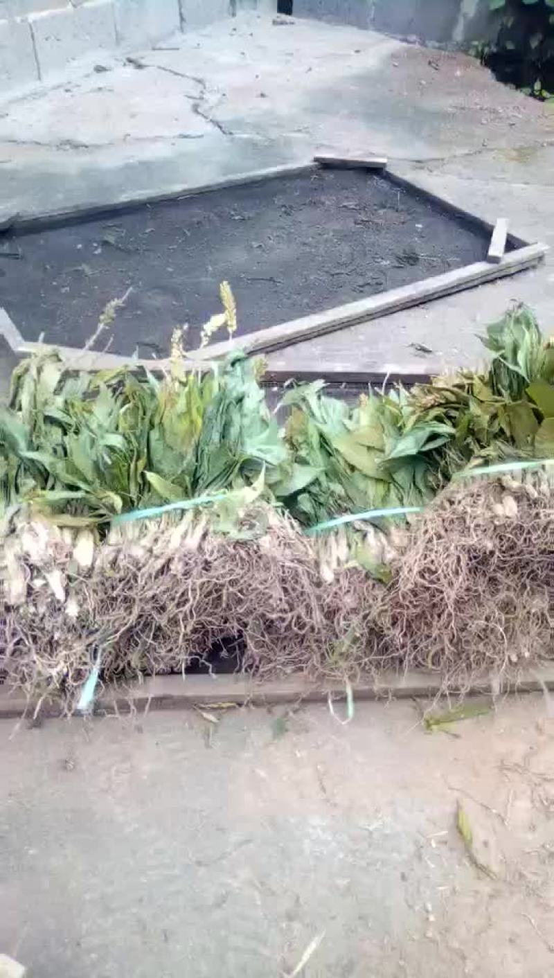 见血清干货需要联系我哦