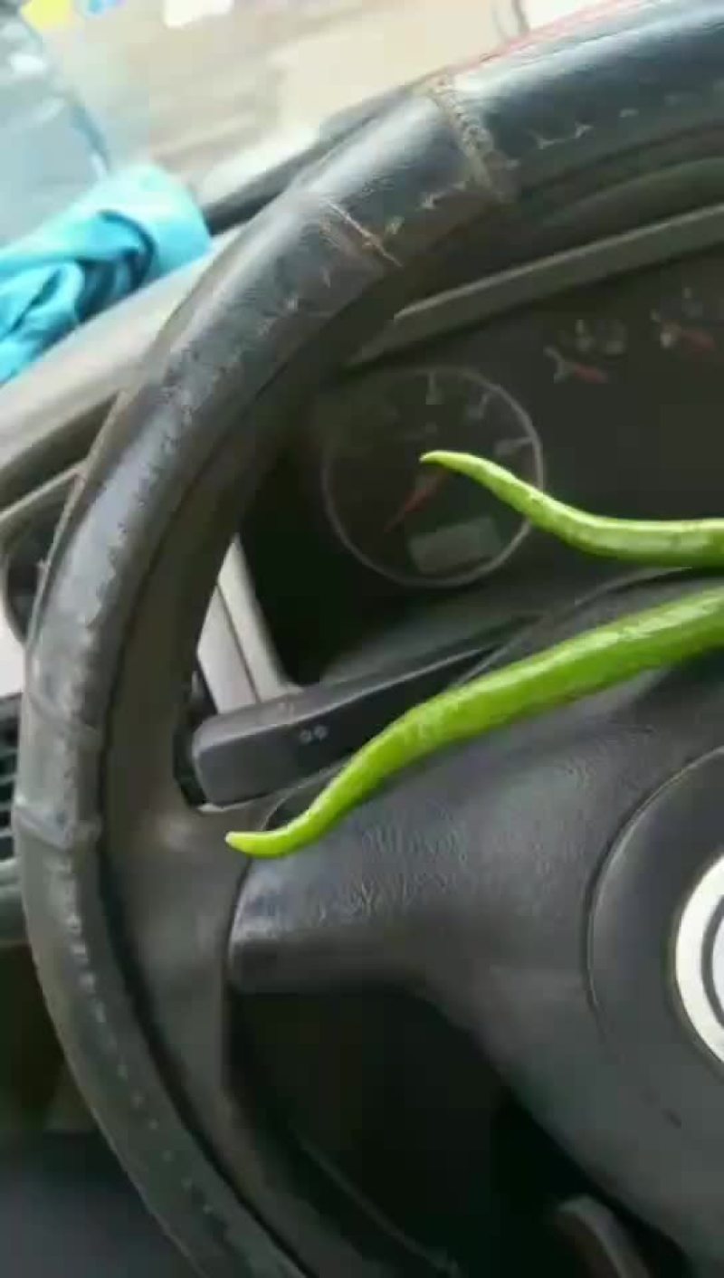 线椒