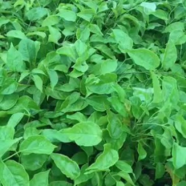 炮仗花七斤五斤袋，批发