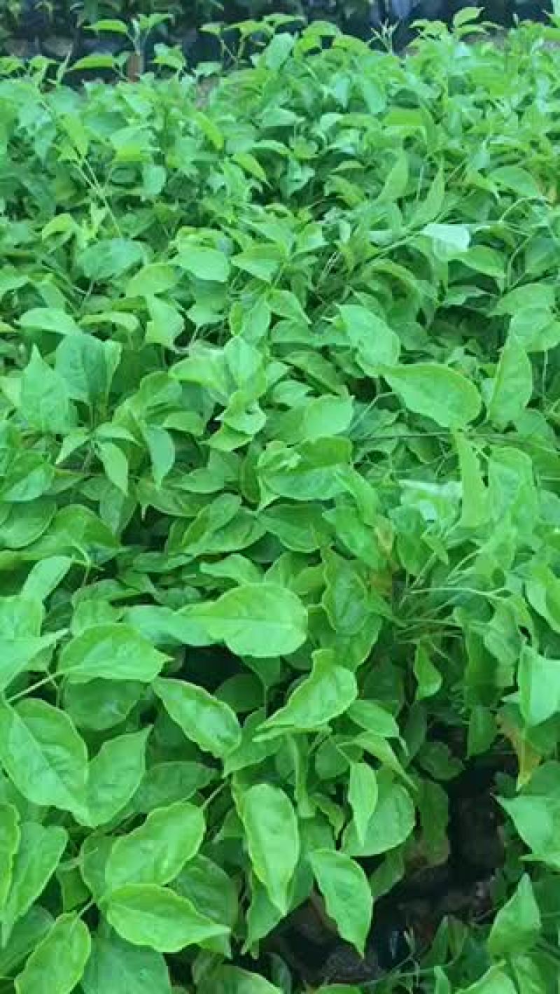 炮仗花七斤五斤袋，批发