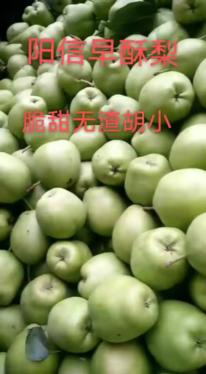 阳信早酥梨