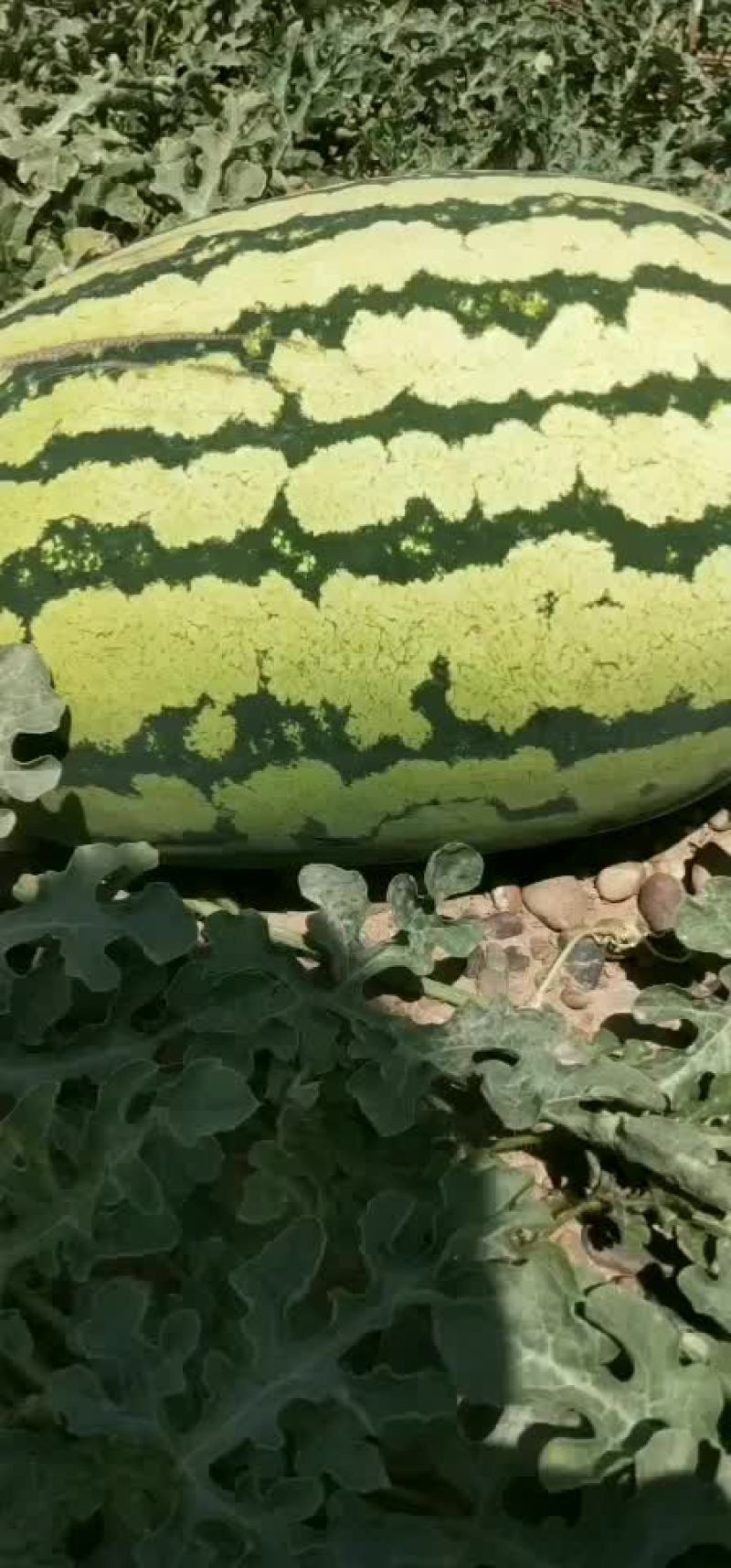 诚信代办代发硒砂瓜