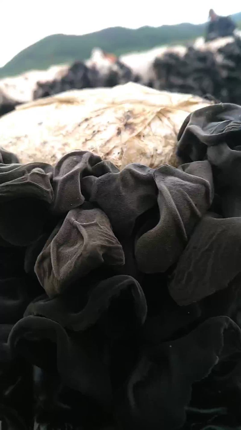 木耳