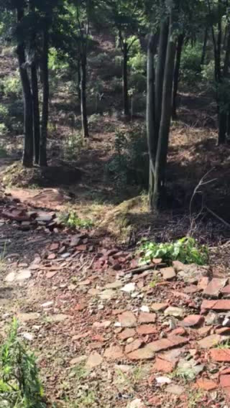 丛生朴树