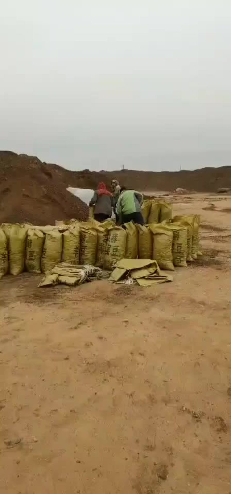 干羊粪发酵内蒙古苏尼特右旗
