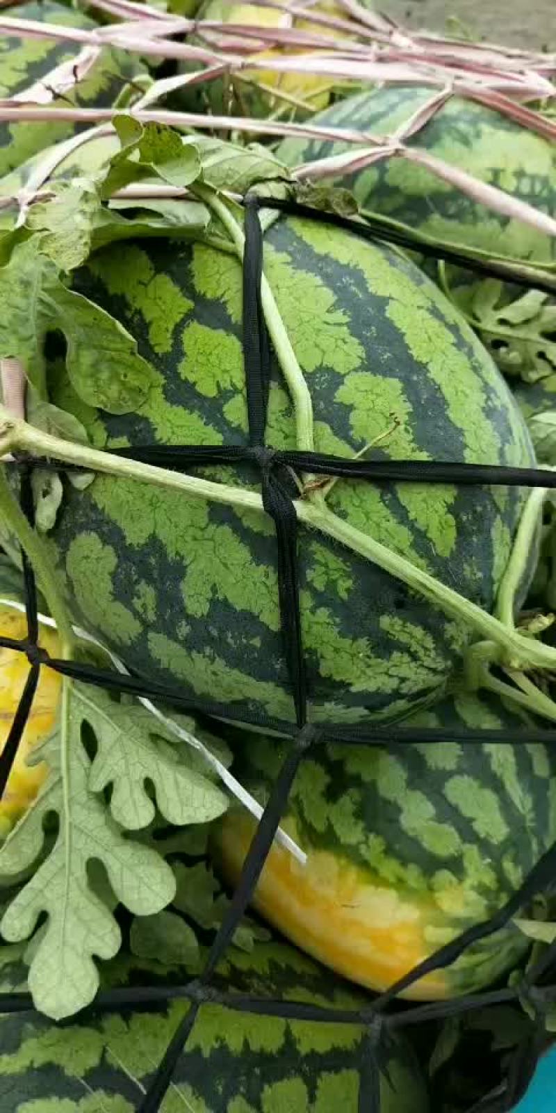 长花瓜春光62，冠龙新机遇