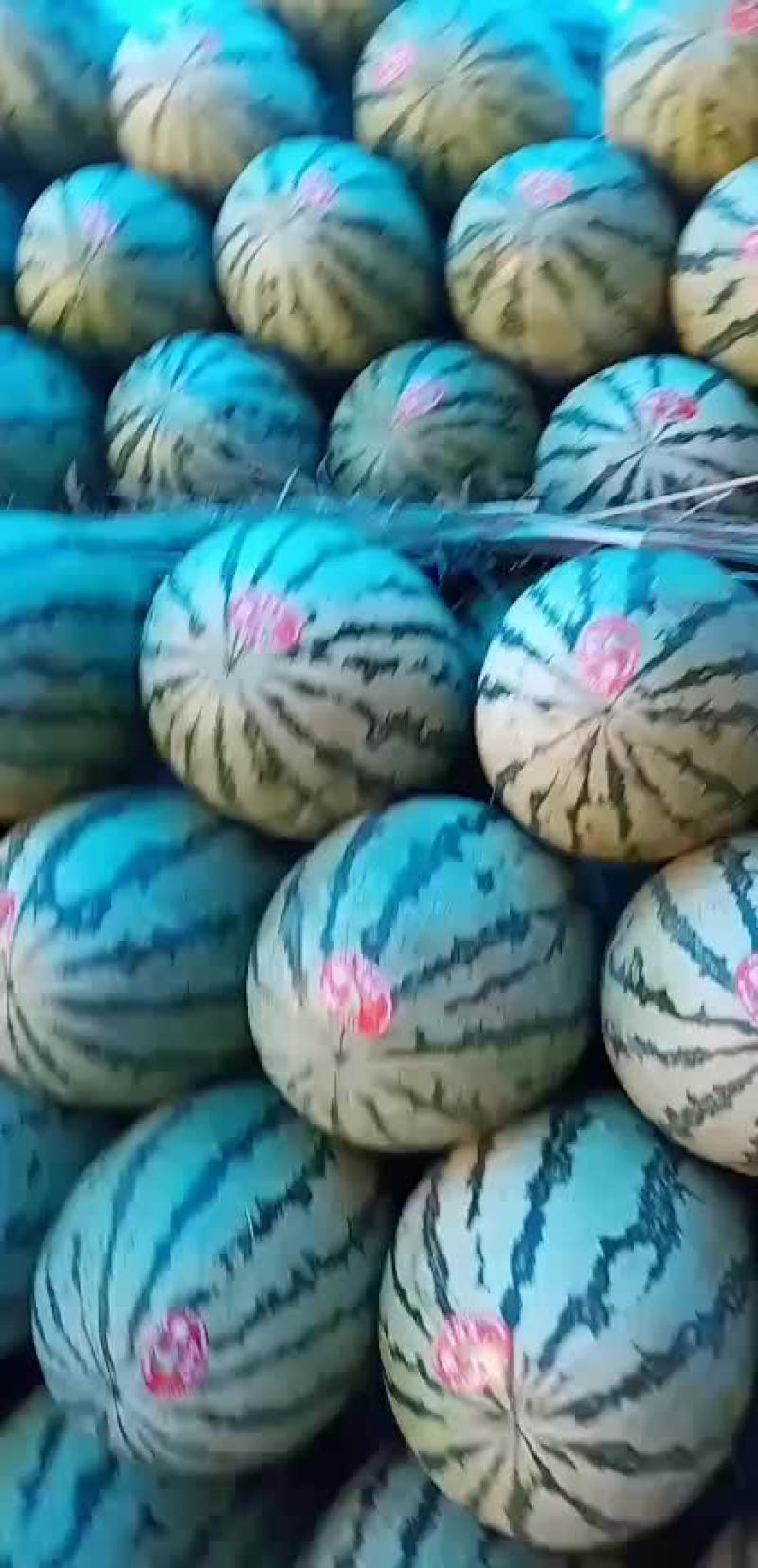 各种西瓜