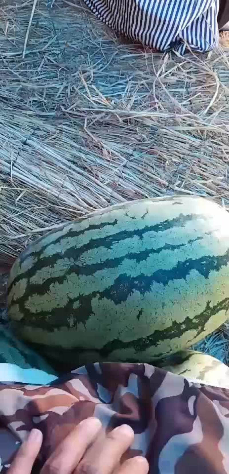 各种西瓜