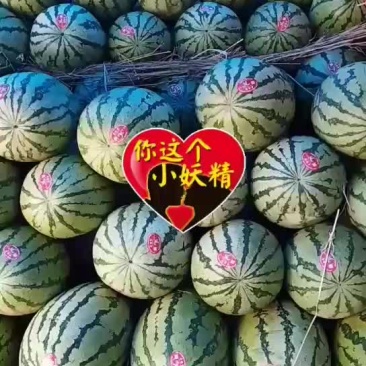 各种西瓜