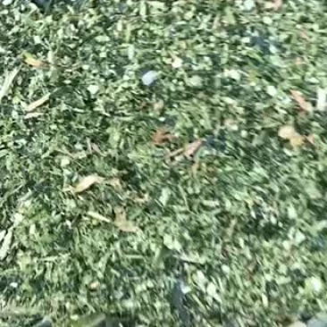 玉米青储