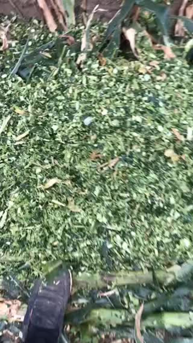 玉米青储