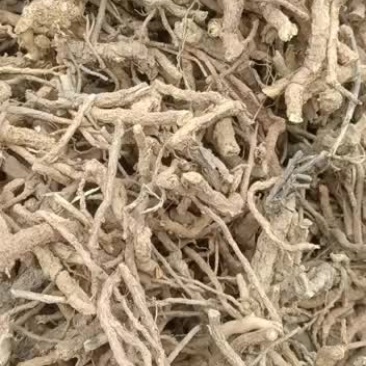 鸡骨香。中药材精选鸡骨香滚地龙木沉香驳骨消黄牛