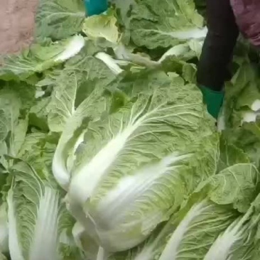 精品大白菜净菜5-6斤