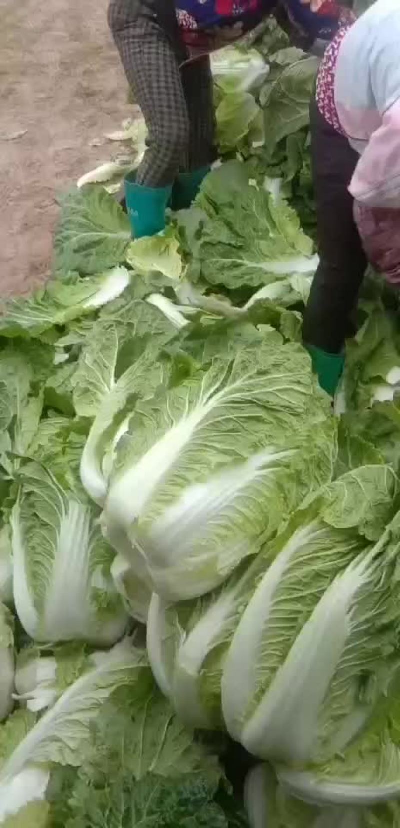 精品大白菜净菜5-6斤