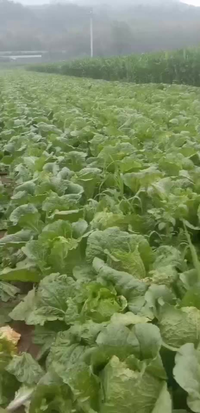 精品大白菜净菜5-6斤