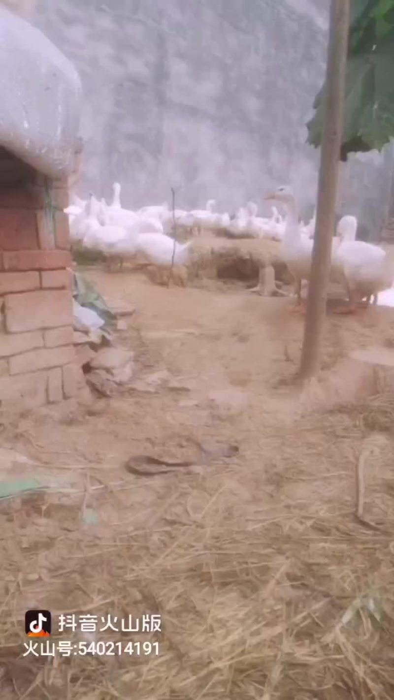 肉鹅
