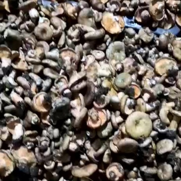 枞树菌