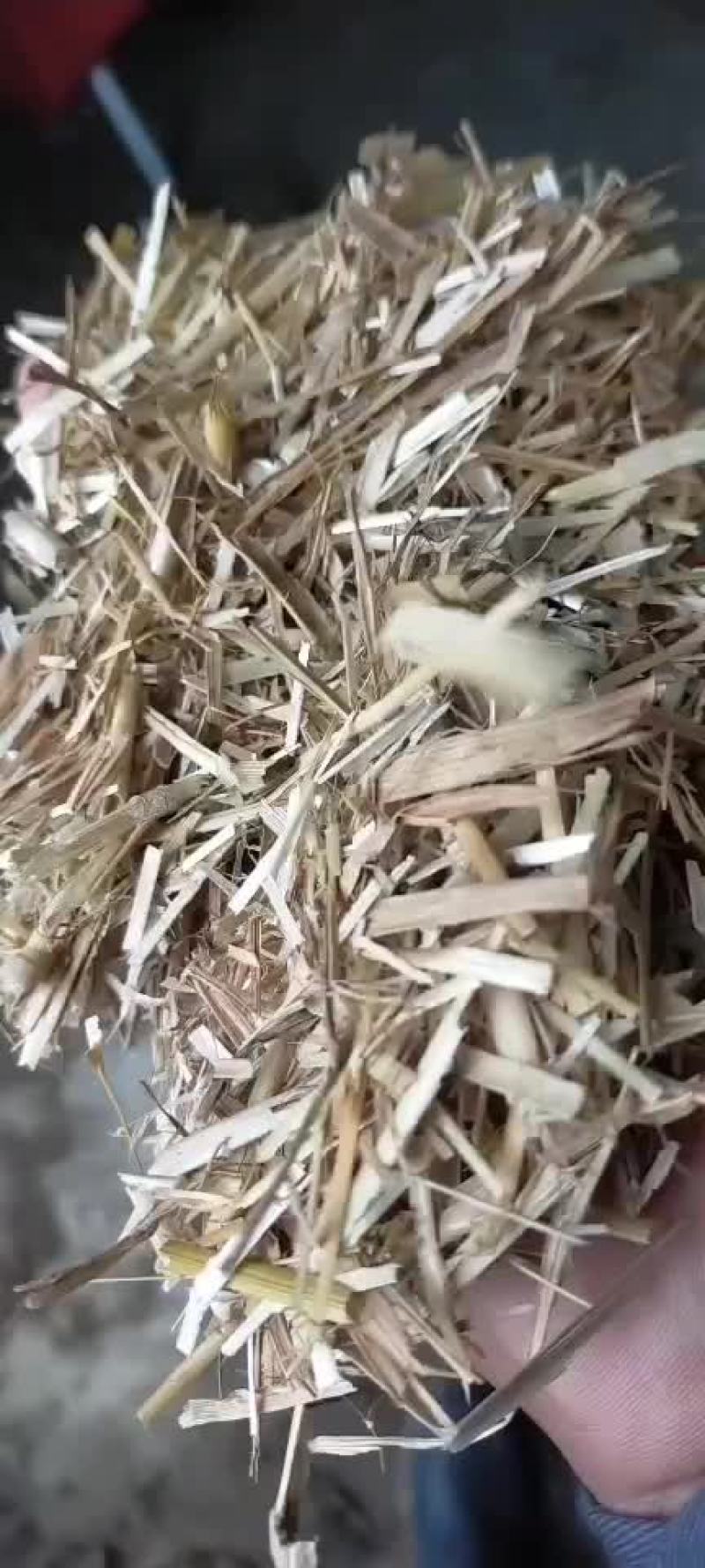 小麦秸秆河南优质小麦结杆方捆大圆捆大量现货随时装车
