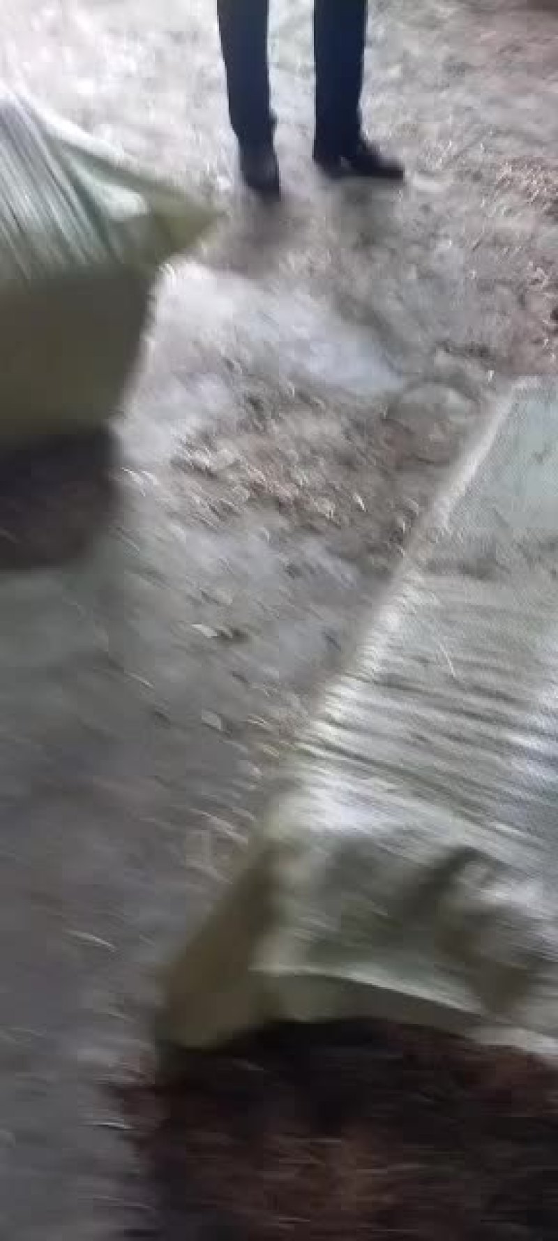 小麦秸秆河南优质小麦结杆方捆大圆捆大量现货随时装车