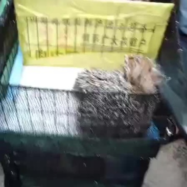 非洲驼鸟一百只发货贵州