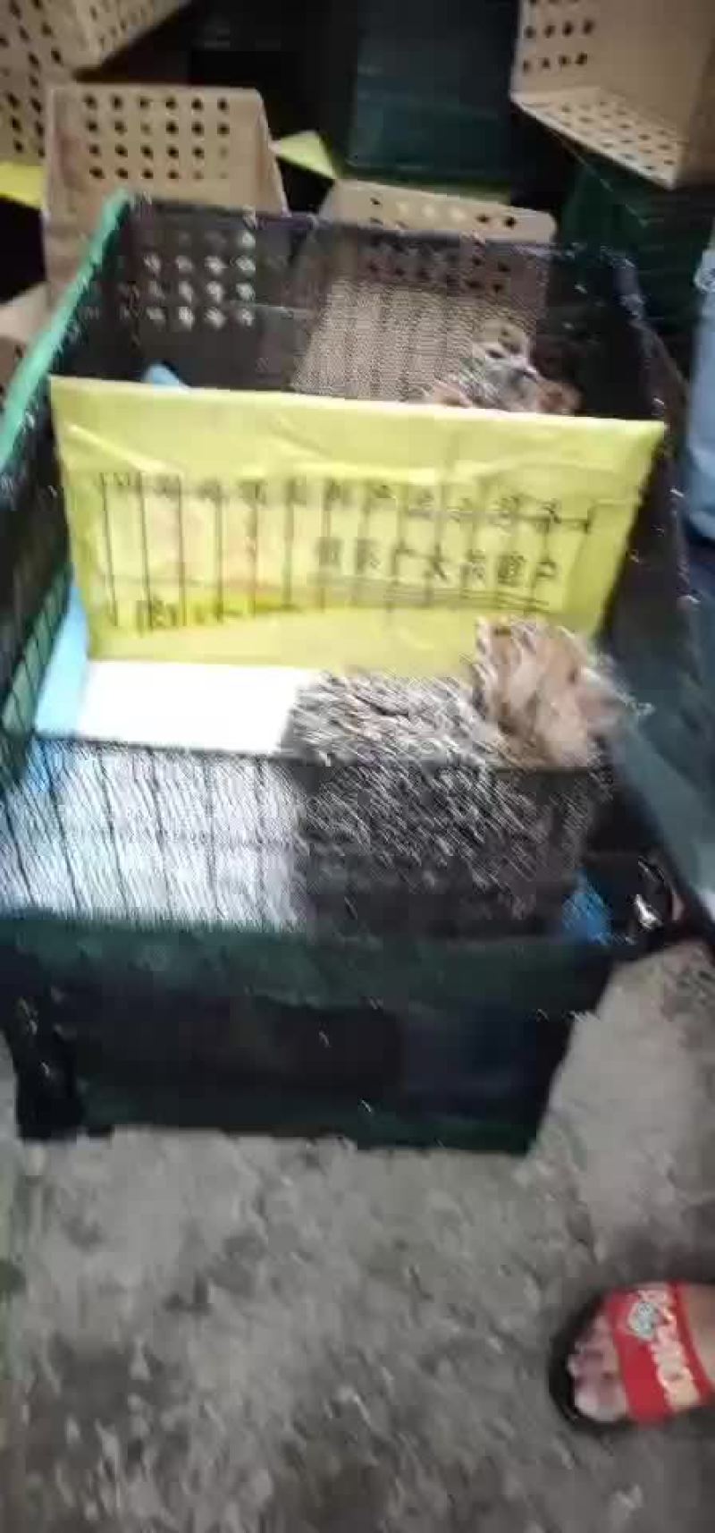 非洲驼鸟一百只发货贵州