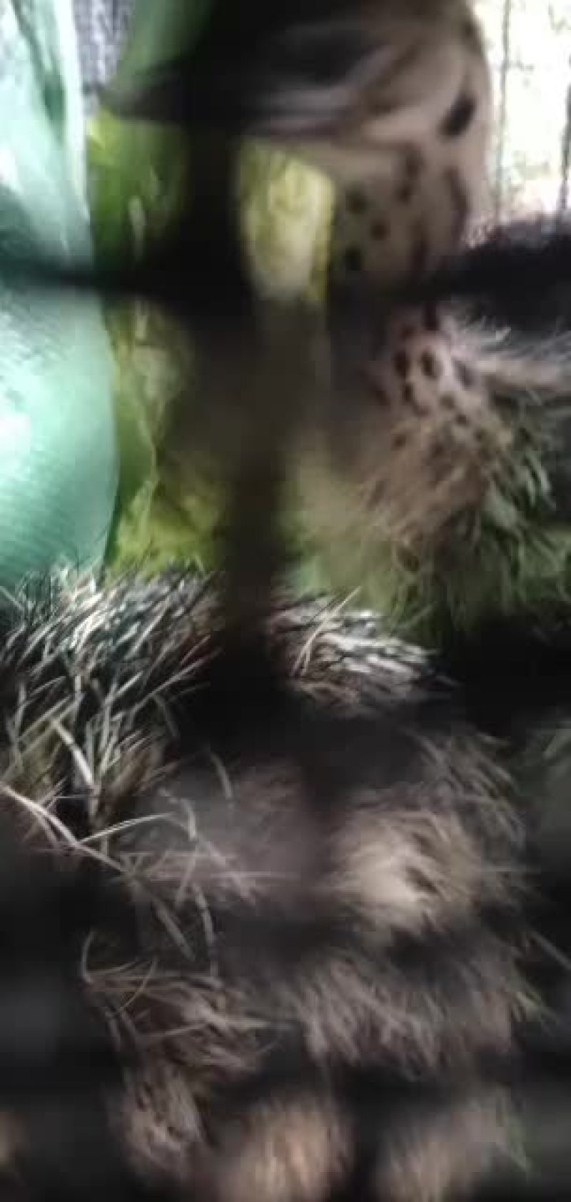 非洲驼鸟一百只发货贵州