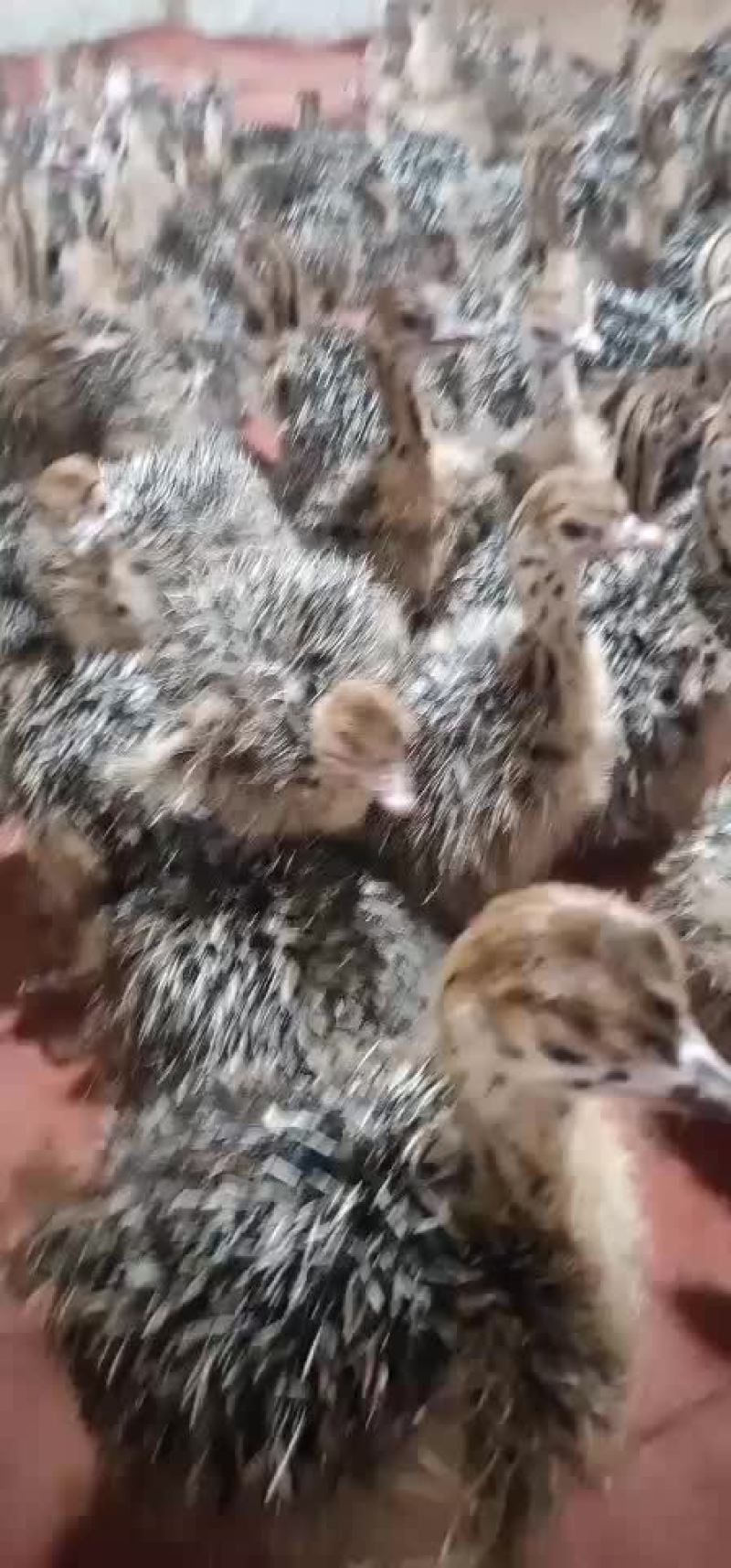 非洲驼鸟一百只发货贵州
