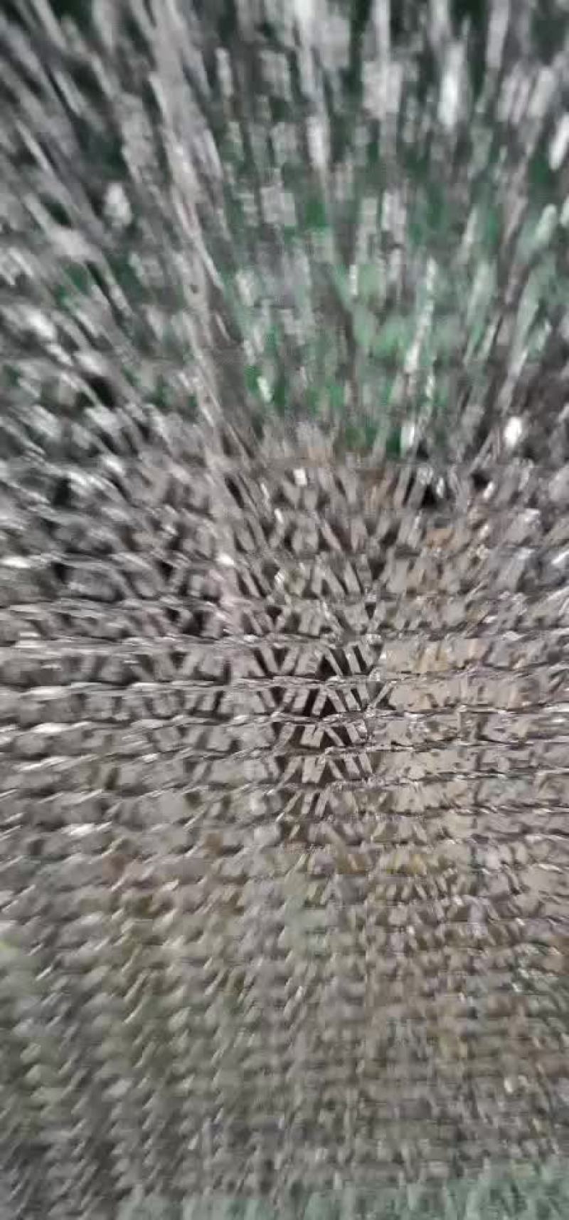 非洲驼鸟一百只发货贵州