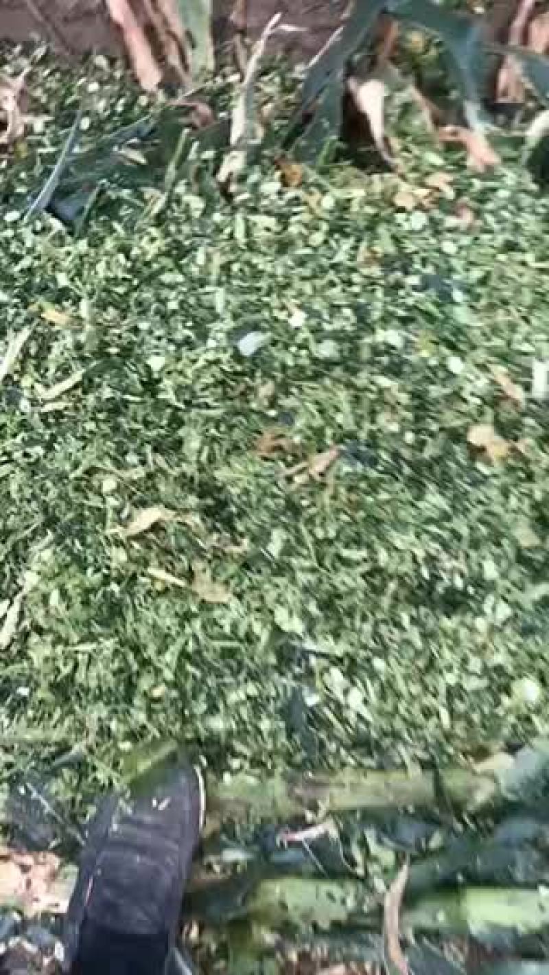 青储玉米秸秆青储！常年有货，诚信经营！