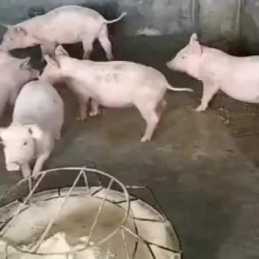 猪