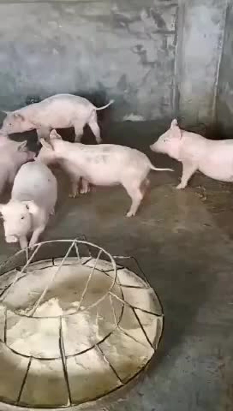 猪